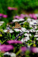 Butterfly on a  white flower. Blurred flowers on the background.