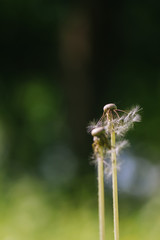 Dandelion  blurred on green background. Short depth of focus.