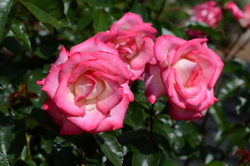 薔薇