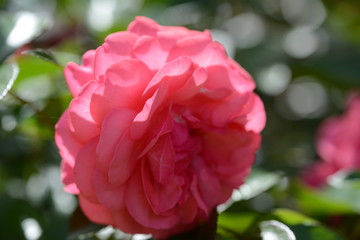 薔薇