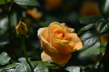 薔薇