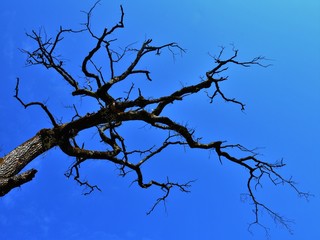 The branches of a tree without leaves against the background of a blue sky 