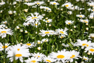 Fototapeta premium Blooming daisies. Chamomile, chamomile moon.