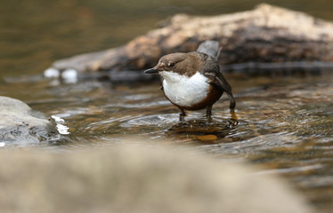 A beautiful Dipper (Cinclus cinclus) standing in the middle of a river. It has been diving under the water catching food.