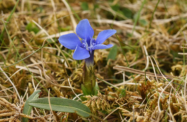 A beautiful flowering Spring Gentian, Gentiana verna, growing in moorland in the UK.