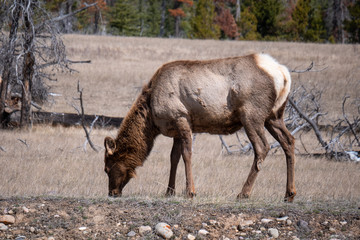 Elk Grazing in Jasper, Alberta