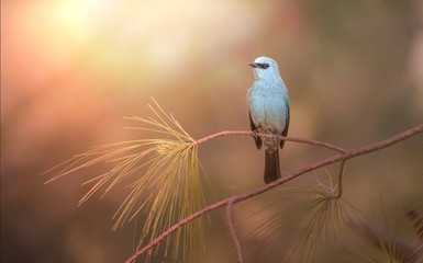 Verditer Flycatcher (Eumyias thalassinus) Copper Blue Flycatcher.