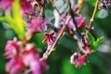 Naklejka premium Macro Blossom