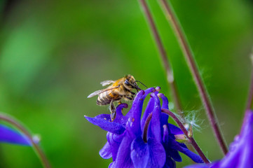 bee on flower