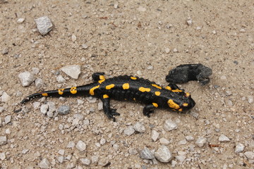 Yellow and black triton salamander 
