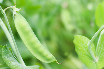 Green pea pods on a pea plants in a garden.