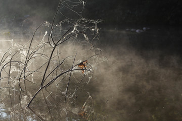 Spider web with branches in the lake nature background.