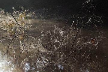 Spider web with branches in the lake nature background.