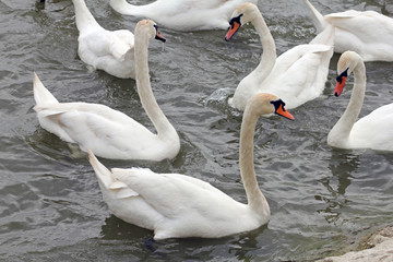 Beautiful white swans