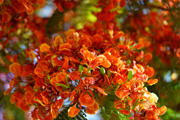 Ornamental tree  Delonix regia, royal poinciana, flamboyant or flame tree