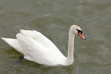 Beautiful white swan
