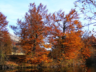 Fototapeta premium Autumn