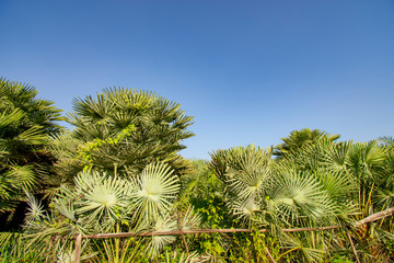 Arecaceae palm plant a clear sky background