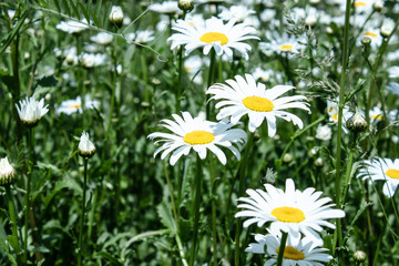 Summer field of daisies.