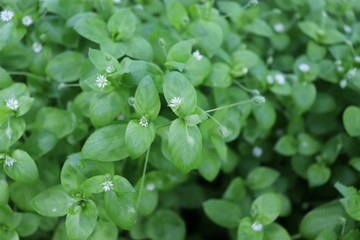 Fototapeta na wymiar Chickweed ,Stellaria media. Young taste very gently with flavor of nuts. You can use them in fresh vegetable salads. The chickweed advantage is that we have it fresh almost all year round.