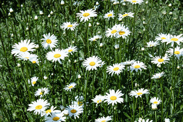 Summer field of daisies.