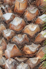 Palm tree backgrund