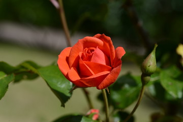 薔薇