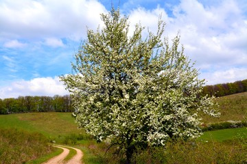 a blooming tree on a hill