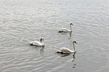 Beautiful white swans