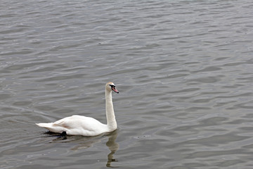 Beautiful white swans