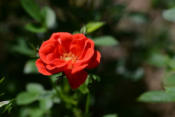 薔薇