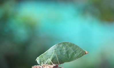 Leaf insects are camouflaged taking on the appearance of leaves. They do to mimic a real leaf so accurately that predators often are not able to distinguish them from real leaves.