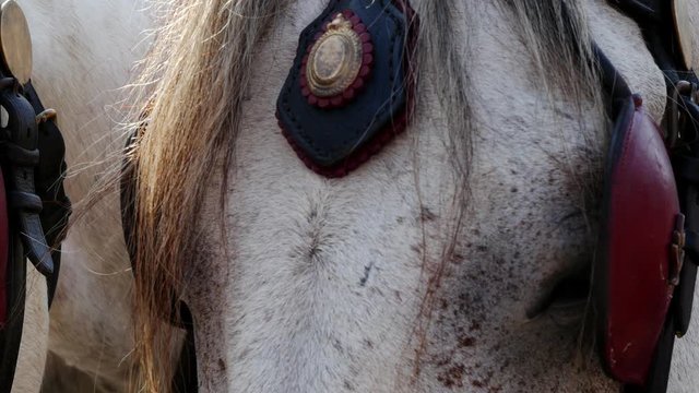 Detail close shot of a vintage horses carriage, 4k