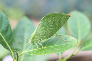 Leaf insects are camouflaged taking on the appearance of leaves. They do to mimic a real leaf so accurately that predators often are not able to distinguish them from real leaves.
