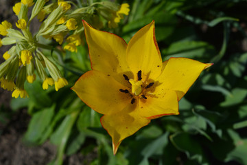 yellow flower