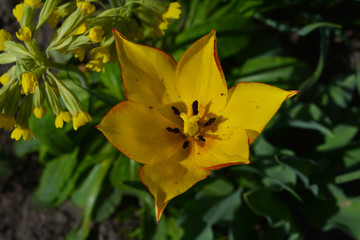 yellow flower