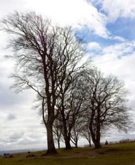 Hilltop trees in Winter, Quantock Hills, Somerset, England, UK.