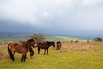 Fototapeta na wymiar Exmoor ponies, Quantock Hills. Somerset, England, UK.