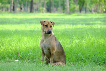 A Thai brown dog sitting on the green grass field with warm light and nature background 