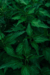 Background with green nettle leaves.