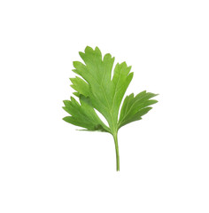 Fresh green organic parsley on white background