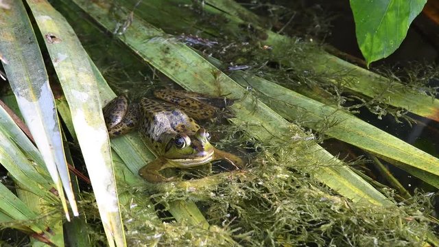Pig frog in pond