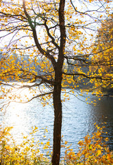 Autumn view, tree and water on the background, Saari public recreation area (Saaren kansanpuisto), Tammela, Finland