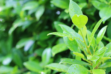 Drops of water on the green leaves