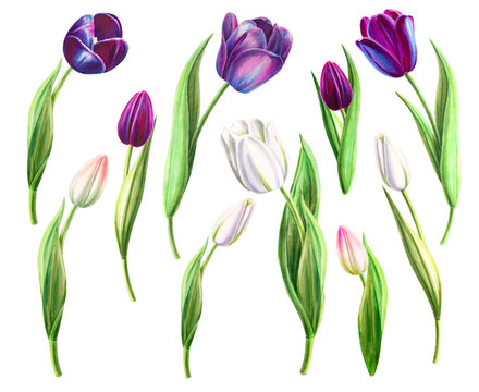 Set of beautiful black and white tulips. Floral collection. Marker drawing. Watercolor painting. Flower composition of design elements. Greeting card. Painted background. Hand drawn illustration.