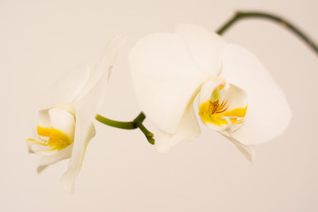 Naklejka na ściany i meble White, delicate, beautiful orchid flowers on a white background