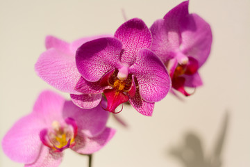 Violet, pink beautiful orchid flowers on a white background with shadow