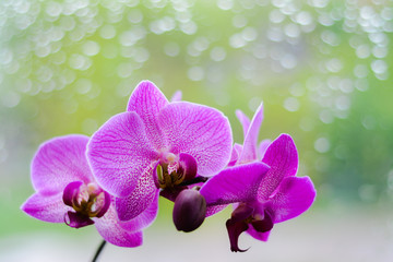 Violet orchid  flowers on the background of the window after the rain