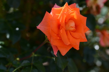 薔薇