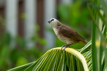 Yellow-vented bulbul perching on palm leaf looking into distance